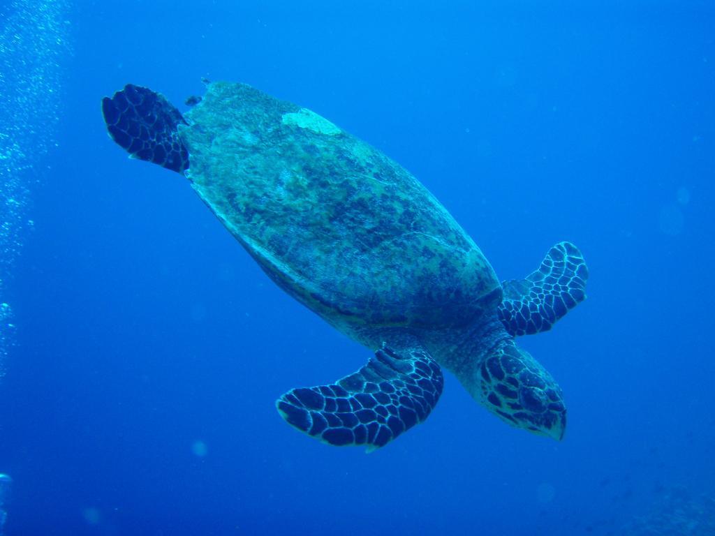 Shamar Guesthouse & Dive Maamigili Island Exterior photo